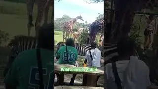 Calauit Island, Safari
