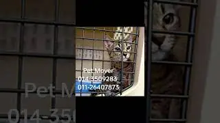 Pet Movers Malaysia 014-3509283, 011-26407873 #cattaxi #petmover #pettaxi