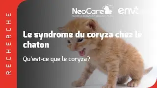 Le syndrome du coryza chez le chaton