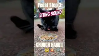 Buffet Step 3: CRUNCH HARD!! energy to the MAX ⚡️😤 #cat  #cute  #asmr #eating #funny