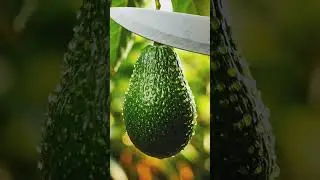 Satisfying Avocado Cutting ASMR
