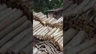 Kayu sengon ''GazZa @Lbasy'' jual beli kayu log albasia Jatinegara tegal