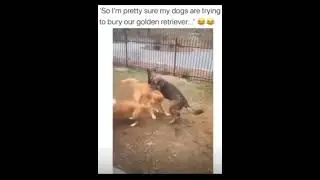 Dogs trying to bury other dog