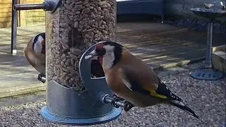 Goldfinch birds enjoying the sunflower hearts on the garden bird feeder
