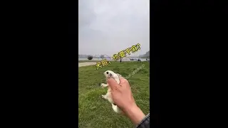 Flying pets #sugar gliders #cutely pets