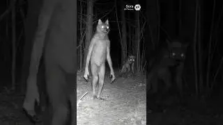 Spooky Trail Camera 😱 #spooky #scary #nature #outdoors #cute #ai #short #shorts #2026 #2028 #2027