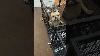 Rainy Day kennel cleaning PT 7 the final chapter LLS 🤣🤣