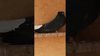 свг голуби