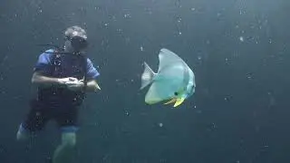 Diving Thailand 18 March 2024 Sail Rock Underwater video