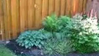 Backyard flowers 1