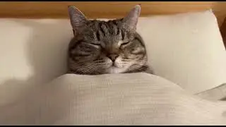 Hidden Half, Secret Chunk #cats #funny #animals #pets