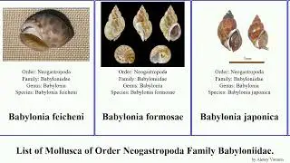 List of Mollusca of Order Neogastropoda Family Babyloniidae. babylonia japonica Staf spirata Smile