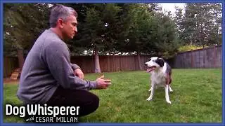 Pack Leader Lashes Out At Young Family | S4 Ep 22 | Dog Whisperer With Cesar Millan| Dog Whisperer