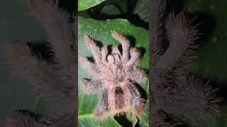 Huge colorful tarantula found in the Amazon rainforest