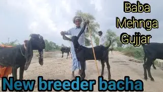 Baba Mehnga Gujjar New kid/ Breeder bacha