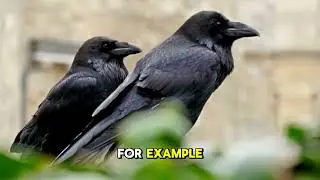 The Most Intelligent Bird  Meet the Raven