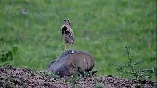 Rain Quail (Coturnix coromandelica)