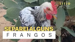 FRANGOS NO CERCADINHO | S&Iacute;TIO COM JAVEH 