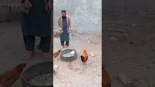 How to capture a Rooster to give it a little greed | Best Technique to control chickens #roosters