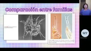 Sarna: Familias Sarcoptidae y Psoroptidae