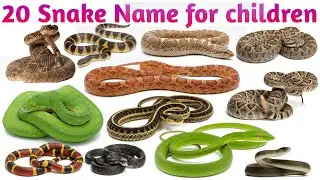 Snake Names | Cobra, Python, Viper | Kids Vocabulary Learning