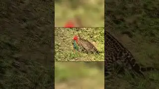 Оцелот Поймал Попугая Ара