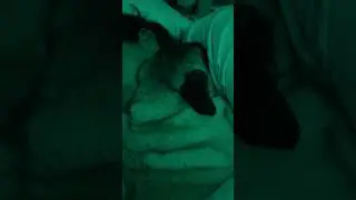 Como dormir com um ronquinho de pug no ouvido?