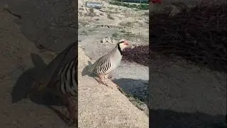 Partridge Chakor Caught in Shocking Mountain Mishap
