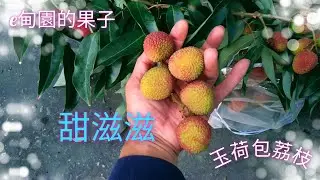 「玉荷包」荔枝熟了，採下來全家分享剛剛好！2022年6月5日