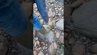 Cracking open rock in search of fossils! ⚒️🪨 #fossilcollecting #shorts #rock #coast #fossils