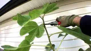 Fig Winterization: Pruning Before Frost