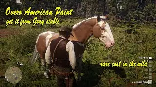 How to get Overo American Paint easy way RDR2.