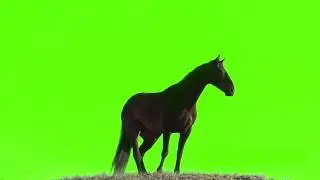Test - standing horse green screen