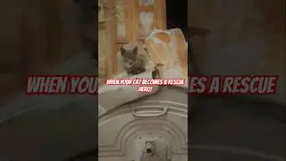 When Your Cat Becomes a Rescue Hero! #CatRescue #HeroCat #FelineAdventures #CatsOfYouTube #PetHeroes