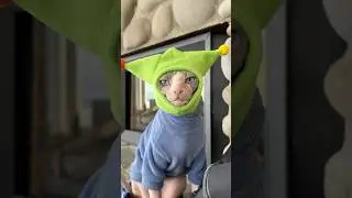 Marshall&rsquo;s Winter Gear ❄️ #sphynx #shorts #pets #cats #adventurecat