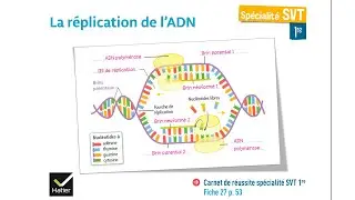 [eSVT] La r&eacute;plication et le mode d'action de l'ADN Polym&eacute;rase