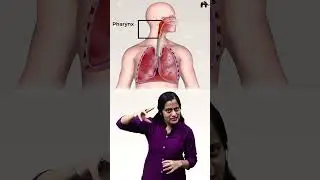 Breathing & exchange of gases | Human respiratory system | Class 11 Bio Roshni #conceptcrystalclear