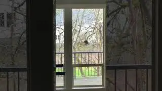 Why does the Bird knock my window? 😳  #funny #bird #shorts PLEASE SUBSCRIBE IT HELPS A LOT! ❤️🐦