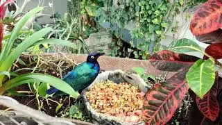 Purple starling | The Green Planet Dubai | Bio-Dome | UAE