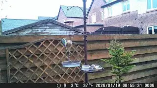 Garden Trail Camera 19th January 2026