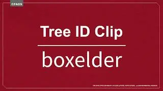 Tree ID Clip: MAPLE BOXELDER with Dave Apsley