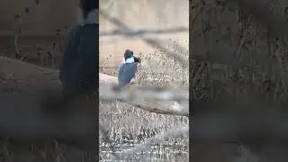 Belted kingfisher smashes bullfrog #shorts