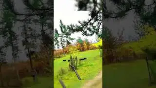Идеальный выстрел (Perfect Shot)Охота на кабана (Boar Hunt)