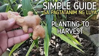 Paano Magtanim ng LUYA | HOW TO PLANT GINGER