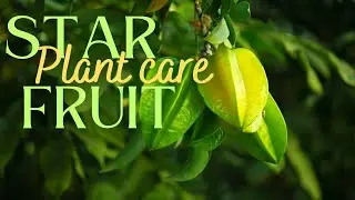Star Fruit Plant Potting Soil Mix|Harvesting #starfruit #harvest #starfruitplantcare
