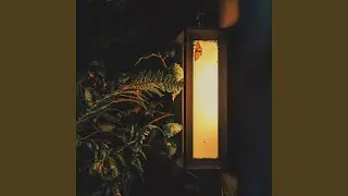 summer nights