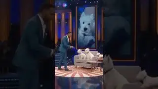 YOU ARE THE FATEHR!Westie&rsquo;s Cute Confession#funny #comedy #dog