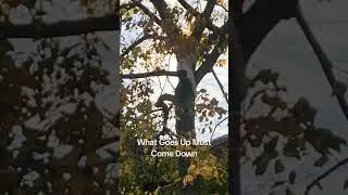 SpiderCat
