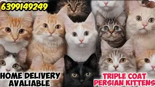 😍CUTE KITTENS TRIPLE COAT PERSIAN CAT &bull; DOLL FACE &bull; HOME DELIVERY AVALIABLE#cat 