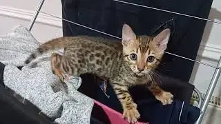 Playful Mayhem! 🐾 Bengal Triplets Take Over the Kitchen for Their First Adventure! 🎉